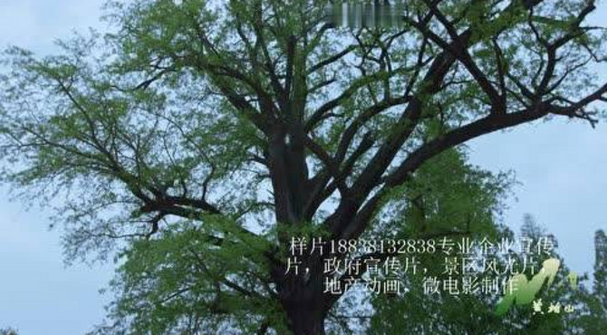 黄柏山国家森林公园景区宣传片