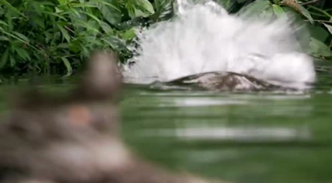 BBC纪录片：水獭家族杀死了凯曼