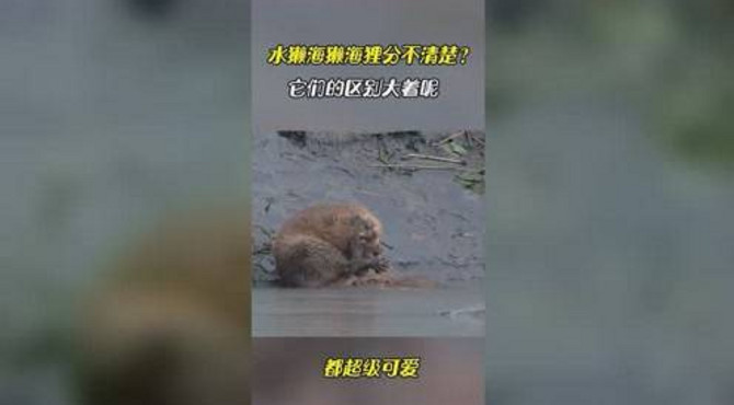 水獭海獭海狸分不清？带你了解它们的不同之处
