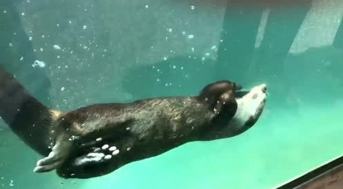 水獭的独门绝招，一般不轻易展示