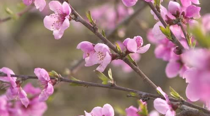 桃花视频桃花视频