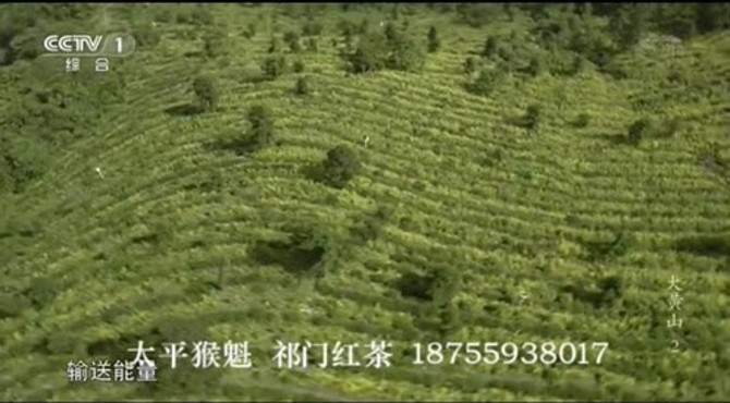 央视纪录片介绍黄山太平猴魁