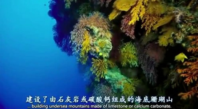 【高分纪录片】海底世界 海底世界 Under The Sea