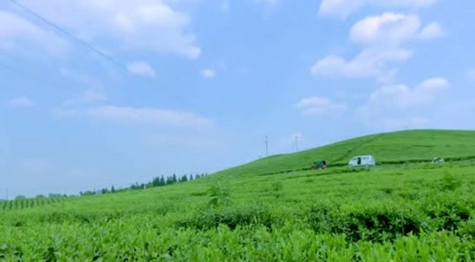 贵州安顺的茶好喝，但是茶园风光更美，来悠闲的看茶园美景