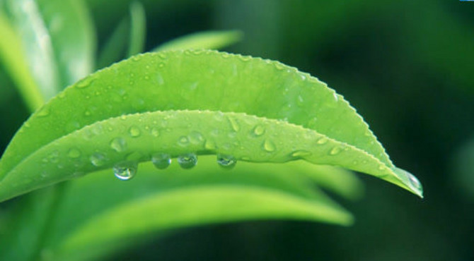 茶叶嫩芽茶园采茶绿茶绿色春茶红茶山文化宣传片