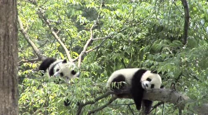 中国大熊猫保护研究中心介绍短片