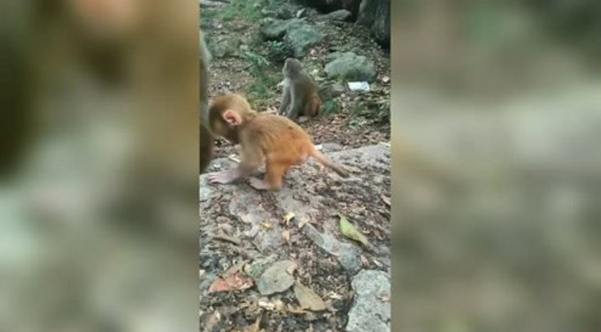 小小猴宝最可爱