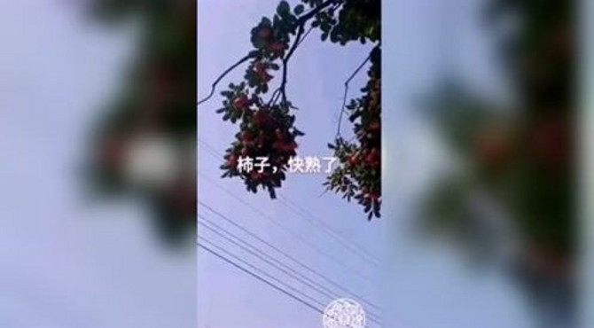 花果山一样的生态旅游区