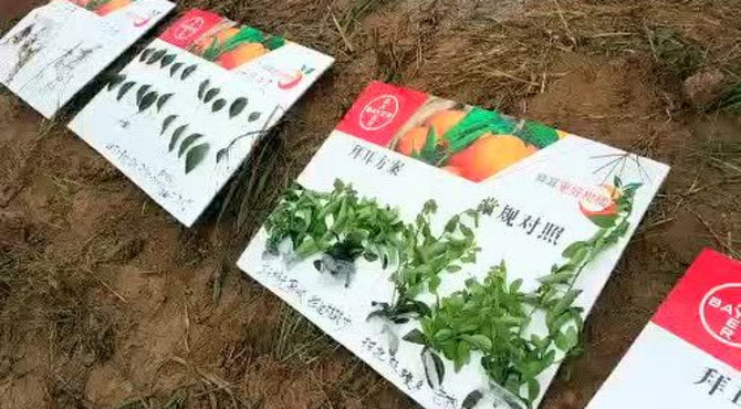 拜耳更好柑橘闪亮中国——清远桃源站观摩1