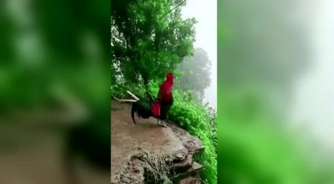 大自然镜头下的报晓雄鸡
