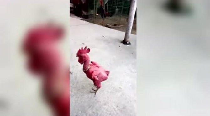 雄鸡报晓好运来