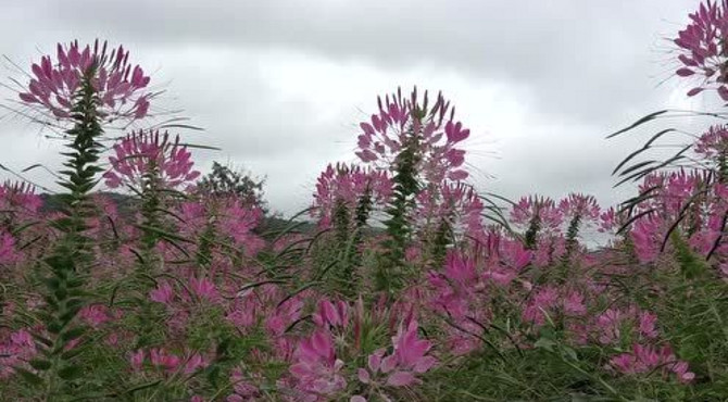 溪水公园醉蝶花谷