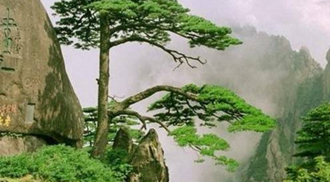 安徽黄山迎客松