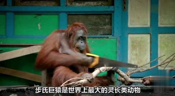 最大的猿猴是什么猿猴呢？到底有多大？今天一起了解吧