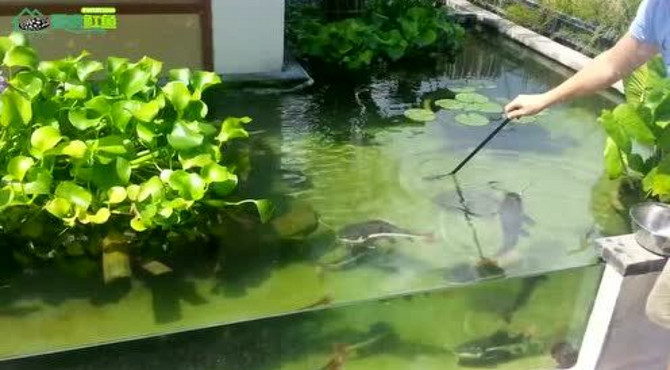围着别墅建鱼池