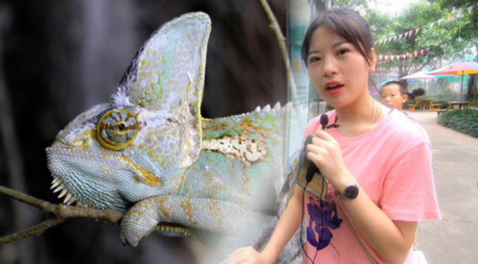 广州飞鸟乐园：中国*大的生态湿地公园，各类珍稀动物让人大开眼界