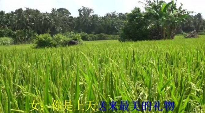 美丽的重兴风景农作物(三喜制作)