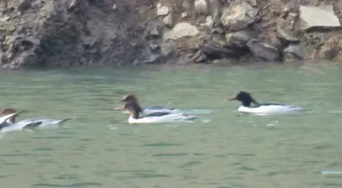 国宝中华秋沙鸭