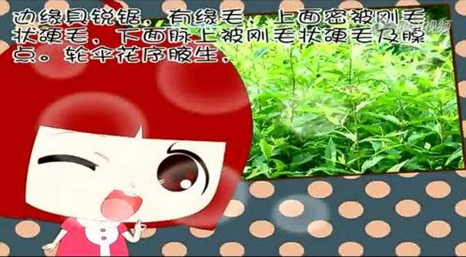 【盛源动漫】-为什么泽兰含有化学成分