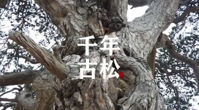 美丽山村之千年古松