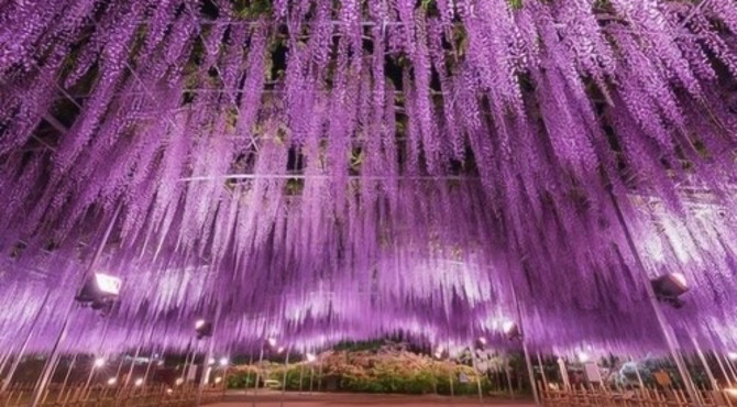 日本最大的紫藤萝花园，拥有150岁的大紫藤，满园紫色太绚烂！