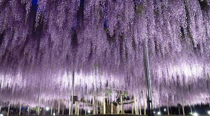 【旅日记】日本游记_(附攻略)现实中的灵魂树记足利花卉公园紫藤祭