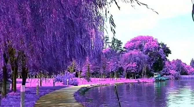 这样的四季花海，可称得上是人间仙境，如此美的风光千万不要错过