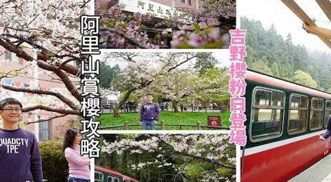 [阿里山賞櫻一日遊攻略] 搭阿里山森林小火車沿途欣賞吉野櫻,粉白色的花瓣布滿園區還有慈雲寺紫藤花開始見客囉