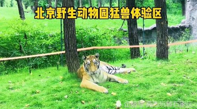 北京大兴野生动物园猛兽体验区全程