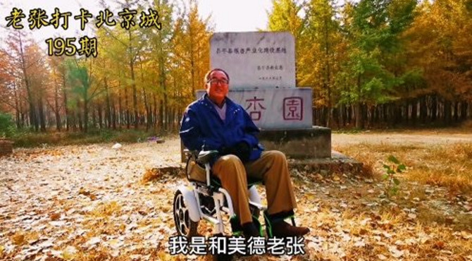 打卡北京最大的银杏林，昌平张各庄银杏园，感受北京金秋之韵！