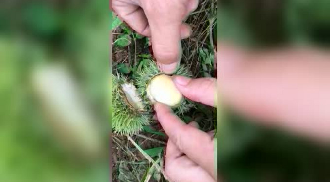 迁西板栗正宗燕山野生新鲜水果毛栗子，非常好吃的板栗外壳却有刺