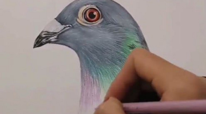 美术生在纸上画鸽子，要不是一眼看出没画完，还以为这是一只真的！