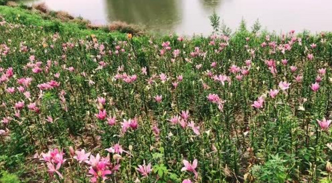 秦岭国家植物园