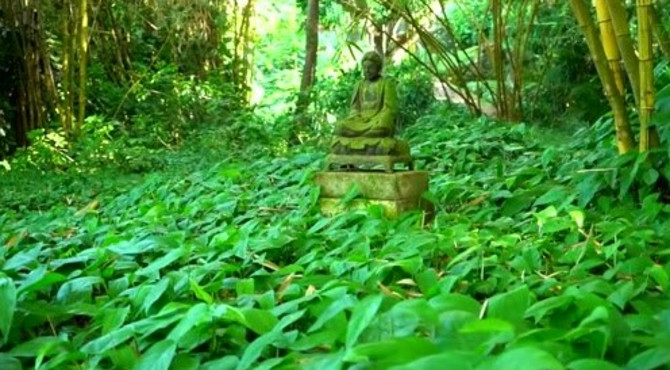 夏威夷热带植物园国家- 考艾岛