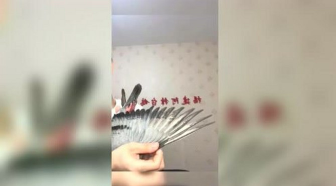 鉴鸽达人展示一羽，龙骨超长的雌鸽，眼前一幕，真是难得一见