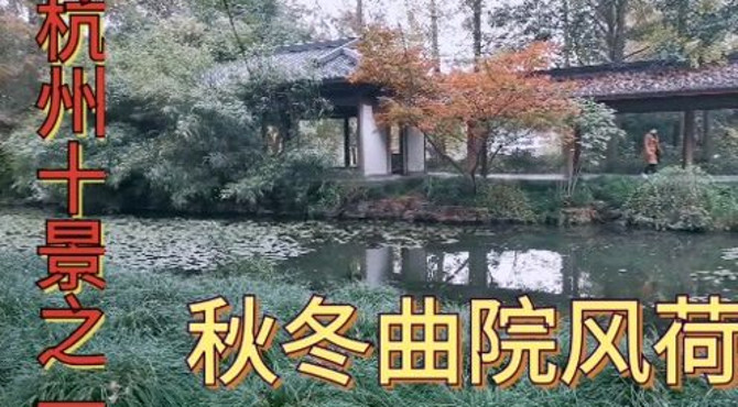 杭州曲院风荷，一个荷花主题公园，西湖十景之一