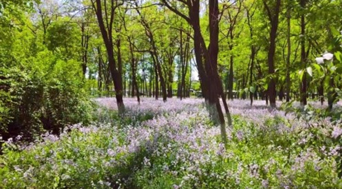 京城森林公园西园，大片二月蓝！植被茂密，免费！