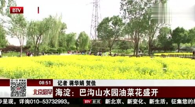 海淀 巴沟山水园油菜花盛开北京您早180513
