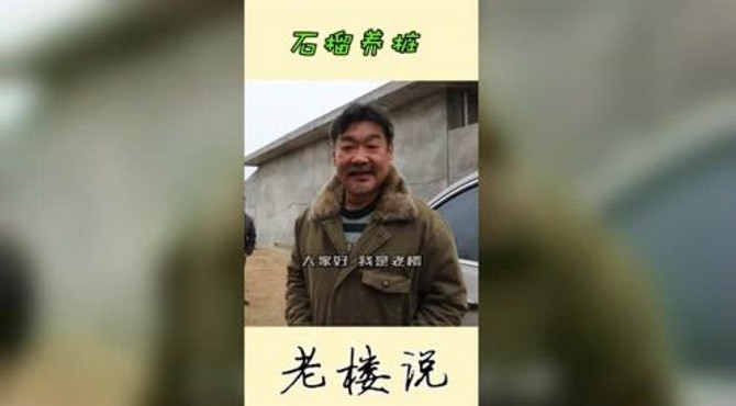 石榴盆景该如何养桩？！