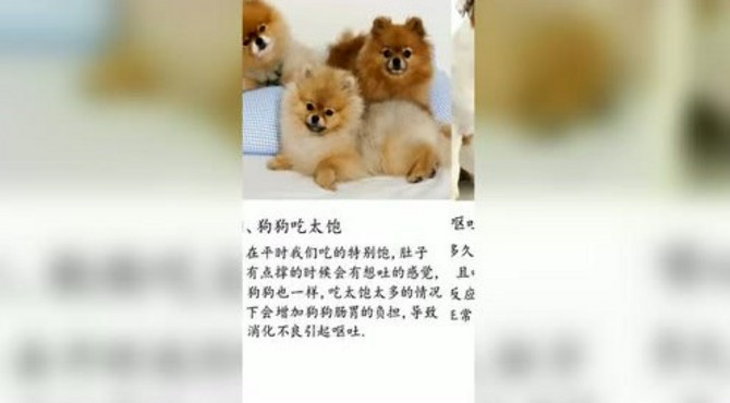 宠物攻略：狗狗常呕吐5个原因，铲屎官一定要好好观察哦！