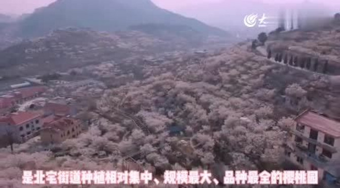 实拍：北宅樱桃花开满山 樱桃有望大丰收
