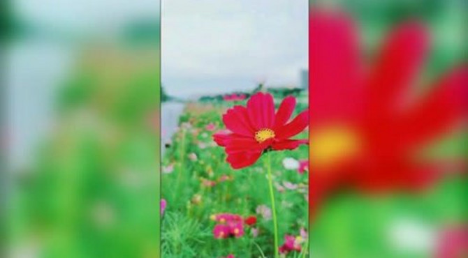 美丽的河堤路