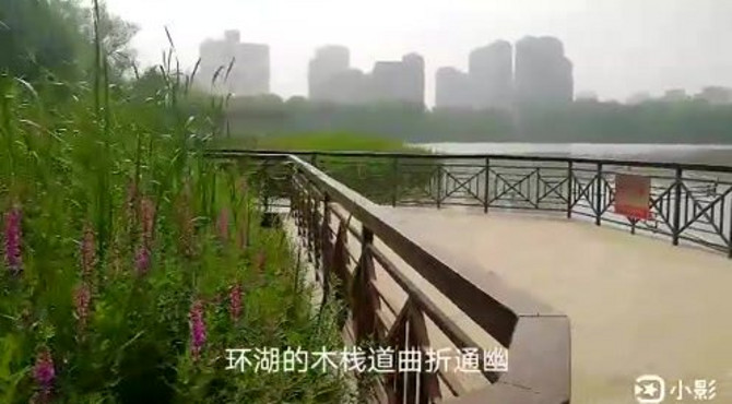 北京东四环边上的红领巾公园内有一片湿地，人少景美