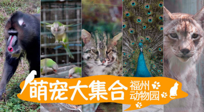 福州动物园萌宠大集合, 五一亲子游好去处