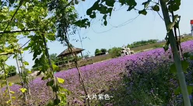 薰衣草庄园