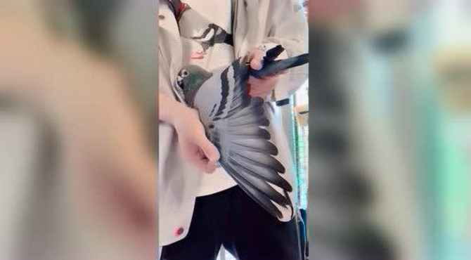 很罕见的一羽鸽子，东海岸全距离鸽王总冠军，开眼了