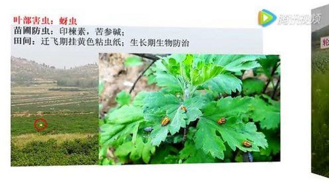 有机嘉菊种植中的病虫草害防治-中国医学科学院药用植物研究所