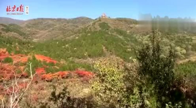 美不胜收  石景山南马场水库的秋天红叶漫山遍野 美的令人陶醉