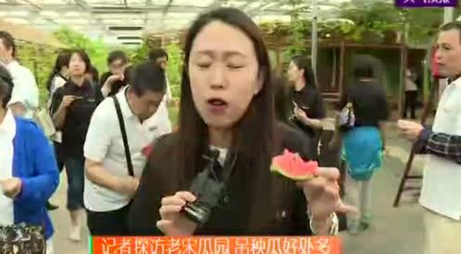 京郊大兴线 西瓜成主角 记者探访老宋瓜园 吊秧瓜好处多