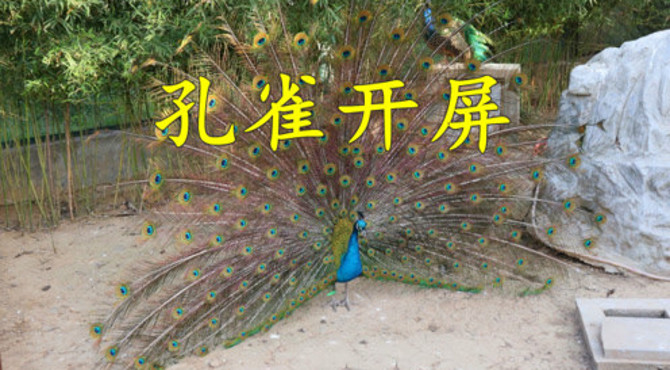 漯河神州鸟园 全国最大的鸟主题公园 上千只鸟类 有你认识的吗？